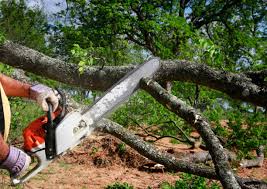 Best Hedge Trimming  in Woodbine, NJ