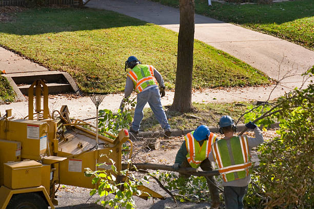  Woodbine, NJ Tree Services Pros