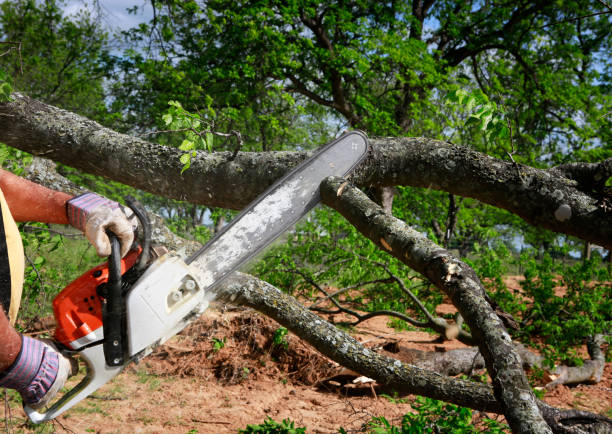 Best Emergency Tree Removal  in Woodbine, NJ